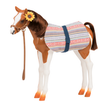 Caballo pinto paso fino foal