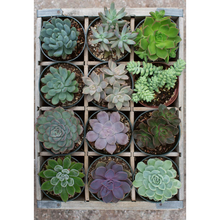 Rompecabezas moment 300 pz plantas
