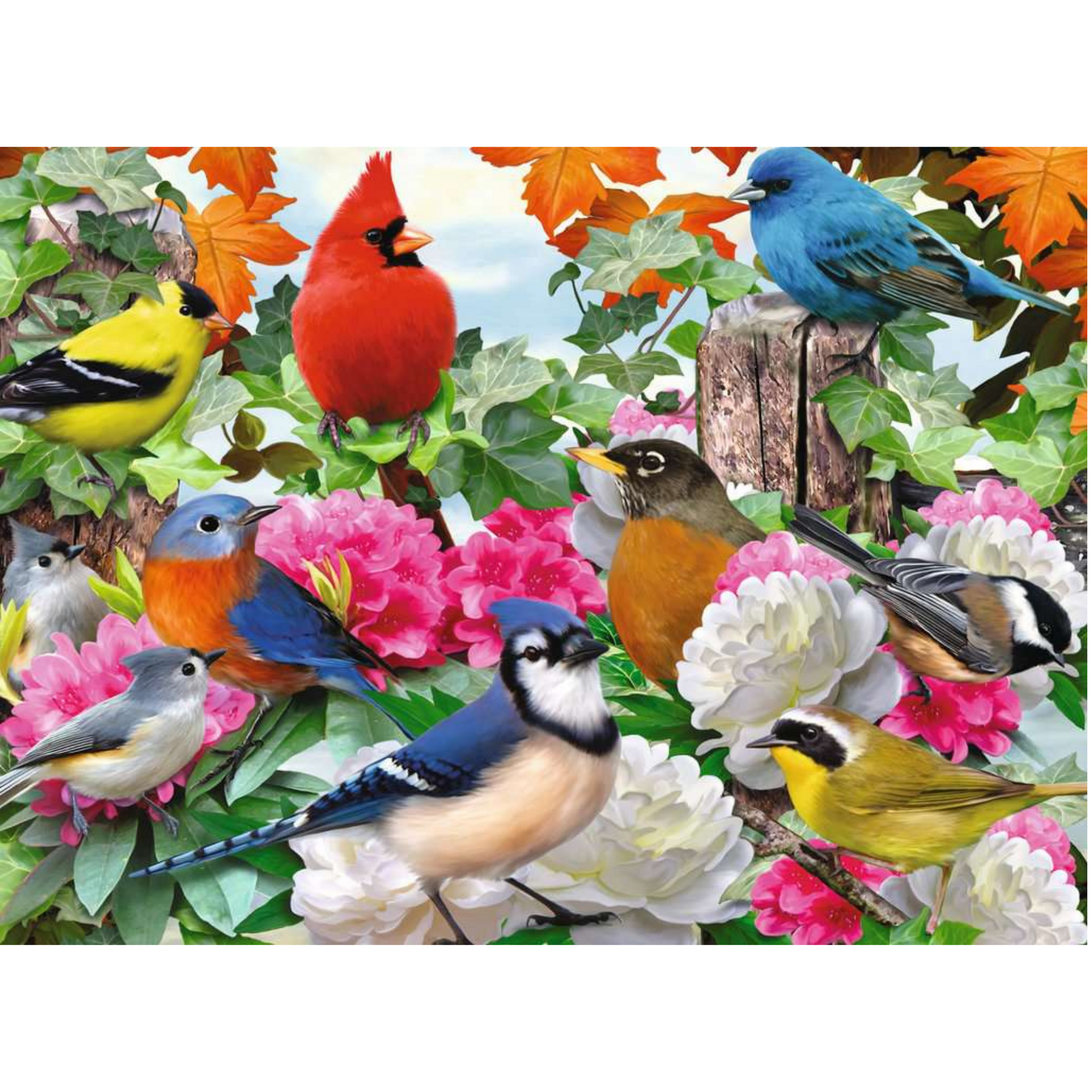 Rompecabezas 500 piezas Aves de jardín